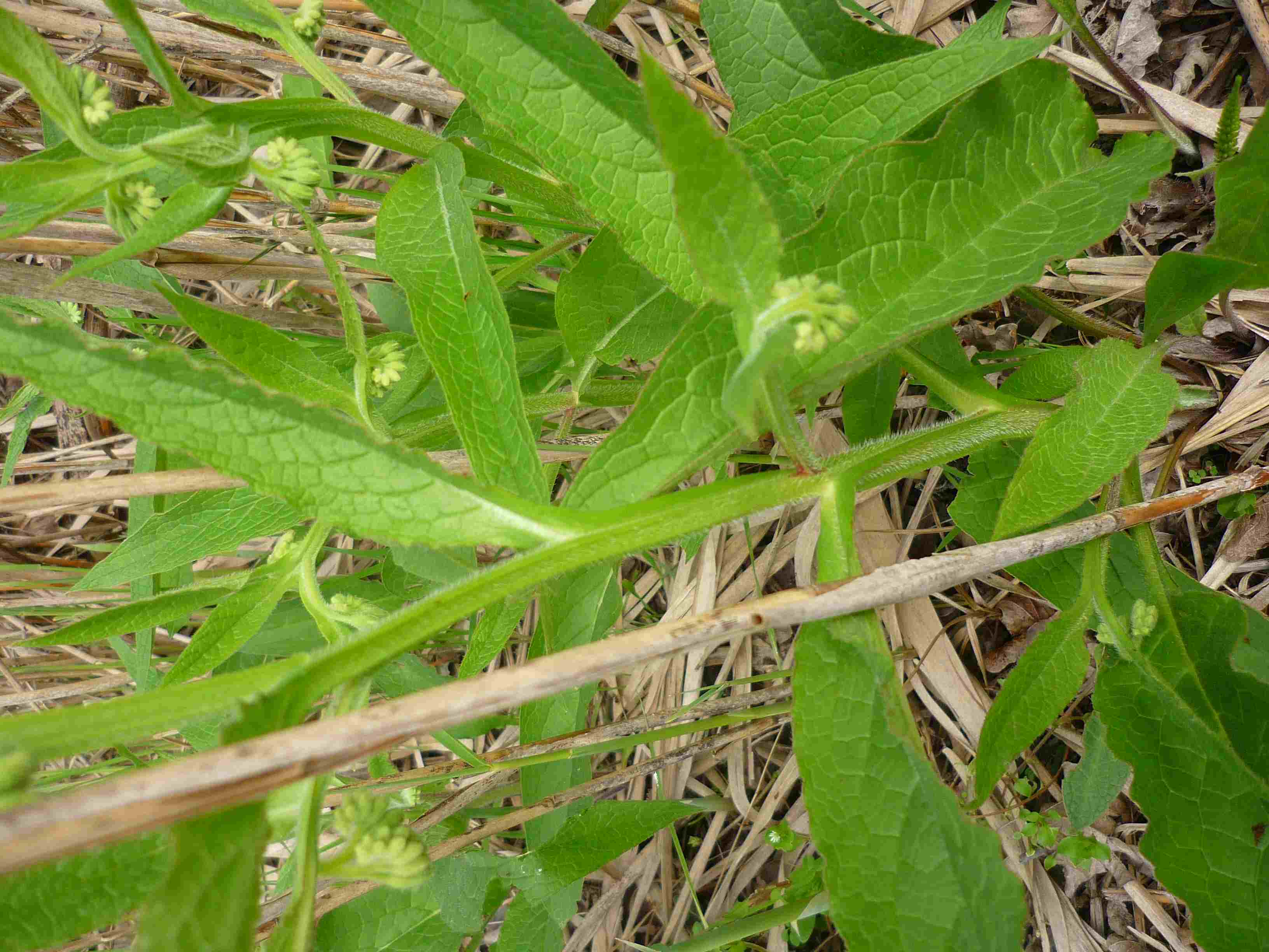 id pianta 3 - Symphytum sp.